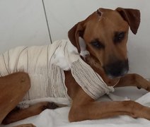 OAB de Penedo presta queixa em caso de cachorro que teve o corpo queimado