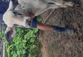 Parceria entre AL e confederação de agricultores familiares promove melhorias genéticas do rebanho