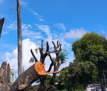 Alurb autua Equatorial por poda e supressão irregular de árvores na Cambona