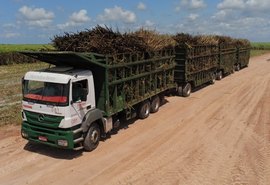 Usina Pindorama inicia safra de cana 2019/2020