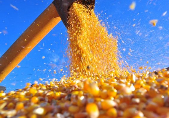 Projeção da Datagro diz que Brasil deve colher 120 milhões de toneladas nesta safra
