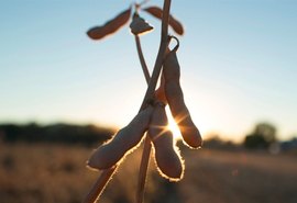 Clima favorável e menor demanda impactam preços da soja