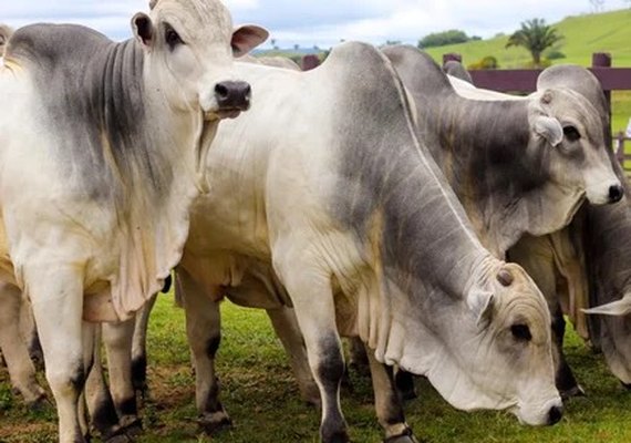 Agro Feira IBC abre temporada de negócios da pecuária em Alagoas