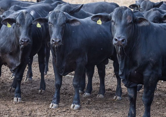 CMN reduz juros para cooperativas rurais no Pronaf