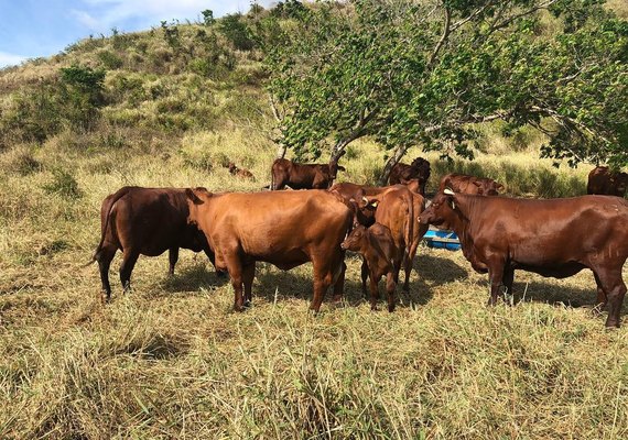 Raça Santa Gertrudis conquista criadores do Nordeste