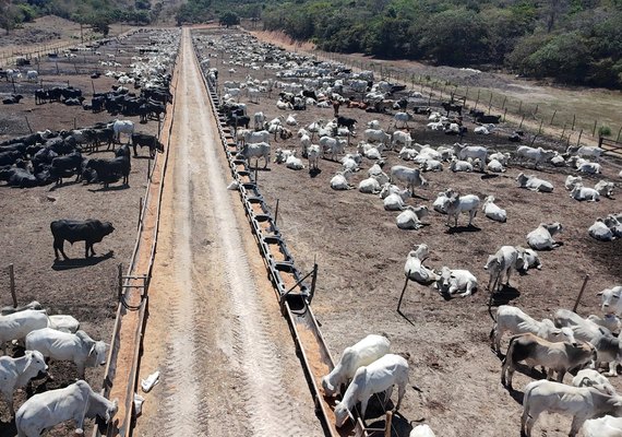 Boitel da Cooperativa Pindorama gera renda no campo e fomenta a economia circular
