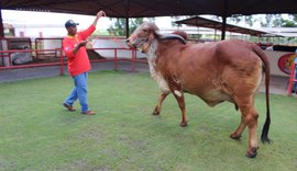 Genética de Berço terá animais de cabeceira da Agropecuária Pereira