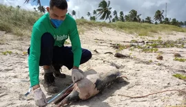Carcaça de boto-cinza é encontrada na Praia do Francês
