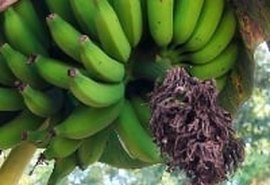 Enxertia combate doença em banana Cavendish