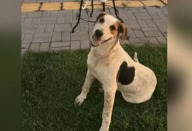 Cachorro comunitário Abacate é morto a tiros no Paraná