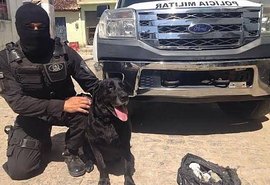 Heróis de quatro patas e suas contribuições à Polícia Militar de Alagoas