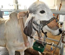 Pecuária brasileira pode reduzir emissão de metano entérico por litro de leite