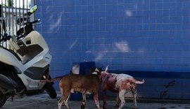 Ataque de cães da raça Bull Terrier causa desespero  na Serraria