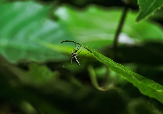 Cientistas desenvolvem armadilha para combater o mosquito da dengue