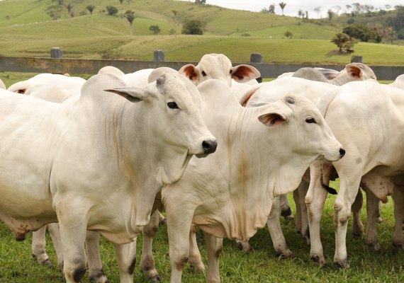 Barros Correia abre leilões da Expoagro nesse sábado (26)