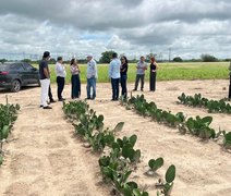 Projeto transforma farelo de palma em alternativa para a pecuária no Semiárido