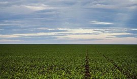 Brasil se torna maior exportador de soja para a China e desbanca EUA