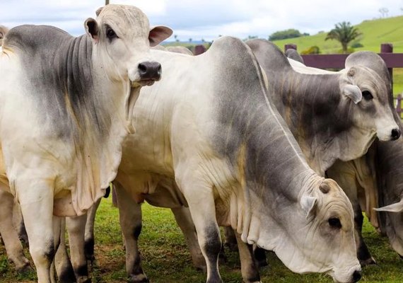 2ª Agro Feira IBC promove venda exclusiva da tourama Barros Correia