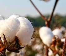 Entidades se unem no manejo da resistência de pragas