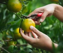 Planejamento é chave para sucesso na fruticultura, alertam técnicos