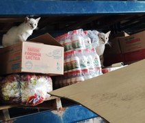 Vigilância Sanitária encontra fezes de gatos e ratos em estabelecimento na Levada