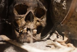 Nova análise confirma que 'il Principe' foi vítima de ataque de urso