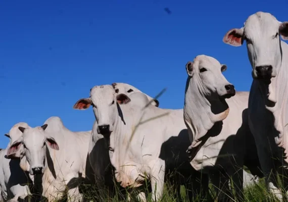 Cooperativa aponta crescimento do mercado de carnes nobres no Brasil