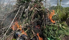 Operação policial destrói quase 3 mil pés de maconha no interior de Alagoas