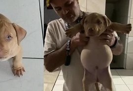 Vídeo: Cachorrinho fica 'barrigudo' ao rasgar saco de ração e comer quase tudo