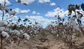Dia de Campo promove cultura do algodão no Agreste de Alagoas
