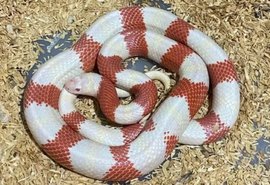 Polícia resgata 47 cobras exóticas com homem que as vendia pelas redes sociais