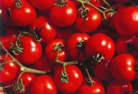 Estudo aponta que substância do tomate protege o cérebro contra Parkinson