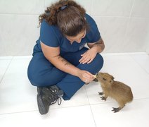 Filhote de capivara resgatado em Alagoas é transferido para zoológico em Fortaleza