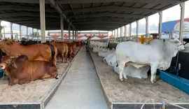 Expoagro Alagoas é oportunidade de investimento em genética e negócios da pecuária