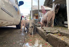 Promessas de JHC viram lama: Porcos e sujeira dominam o Mercado da Produção em Maceió