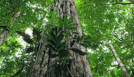 Roraima e Piauí são os estados mais atrasados na implementação do Código Florestal