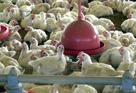 Brasil se declara livre da gripe aviária após fim do vazio sanitário