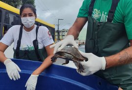 Cágados são resgatados após fugirem do Riacho Salgadinho devido às fortes chuvas