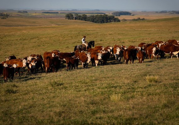 Vacinação contra febre aftosa é prorrogada até 17 de dezembro