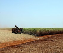 IBGE estima novo recorde para safra agrícola do país em comparação ao ano passado