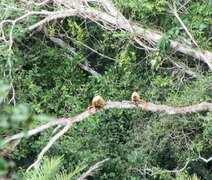IMA registra espécie de macaco ameaçada de extinção em unidade de conservação no Sertão