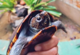 Animais silvestres voltam para natureza no Parque Municipal de Maceió