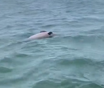 Golfinho é encontrado morto no mar da Praia de Burgalhau, em Maragogi