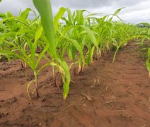 Falta de insumos e clima ameaçam produção de milho