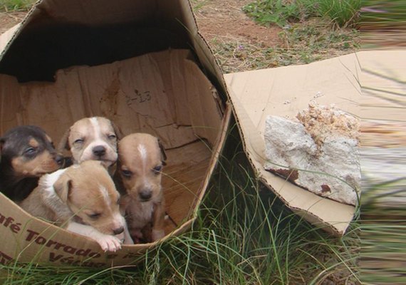 Decisão do STF obriga cidades a proteger cães e gatos abandonados em SP