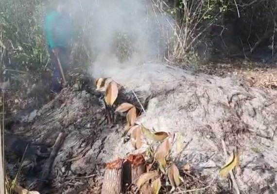 Penedo: operação flagra desmatamento para fabricação de carvão em Área de Proteção Ambiental