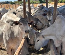 MDA financia transferência de embriões na agricultura familiar