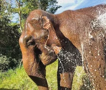 Santuário de Elefantes Brasil, em MT, recebe duas elefantas asiáticas