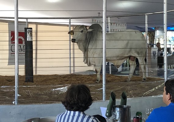 CFM comercializou 1.387 touros Nelore CEIP em 2019