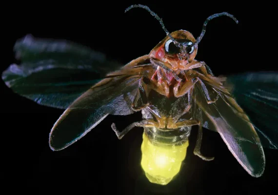Cientistas alertam para risco de extinção dos vaga-lumes; entenda principais causas